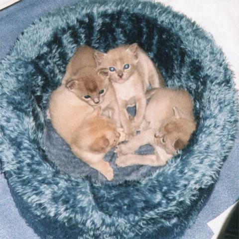 links 1 chocolate und rechts 3 blaue K�tzchen