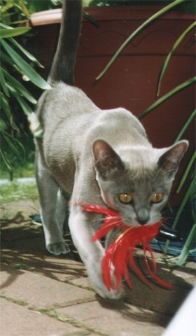 Lola apportiert