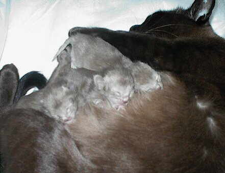 Nala mit Babies