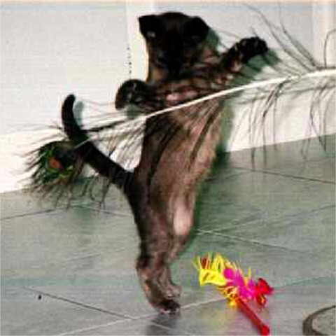 Ballerina Thandi