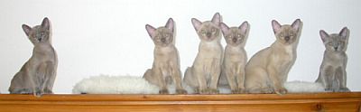 Burmak�tzchen Thandis