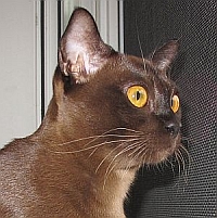 Burmakatze Thandis Orabella
