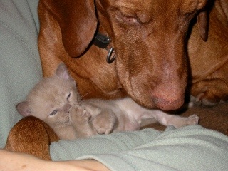 Burmakatz und Hund