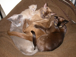 Burmakatzen Thandis Burmesen