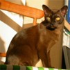GIC. Thandi's Desdemona M�hrchen