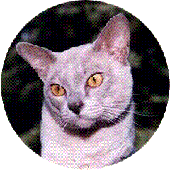 Ermine