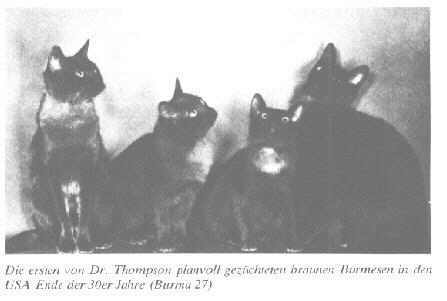 Ersten Burmesen