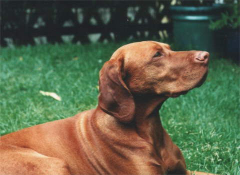 Magyar Vizsla Homer