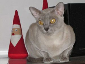 Burmakatze Thandis Kitty Dez 2009