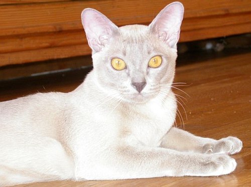 GIC. Thandis's Lola