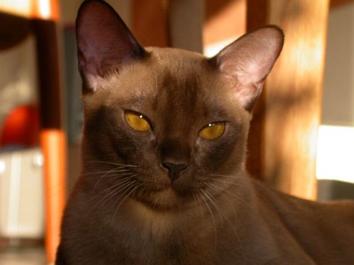 Burmakatze Thandis Kleopatra Kleo 23. M�rz 2008