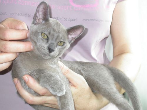 Loulou