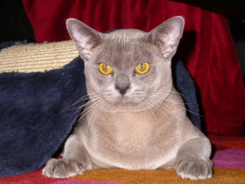 Burmakatze Thandis Max