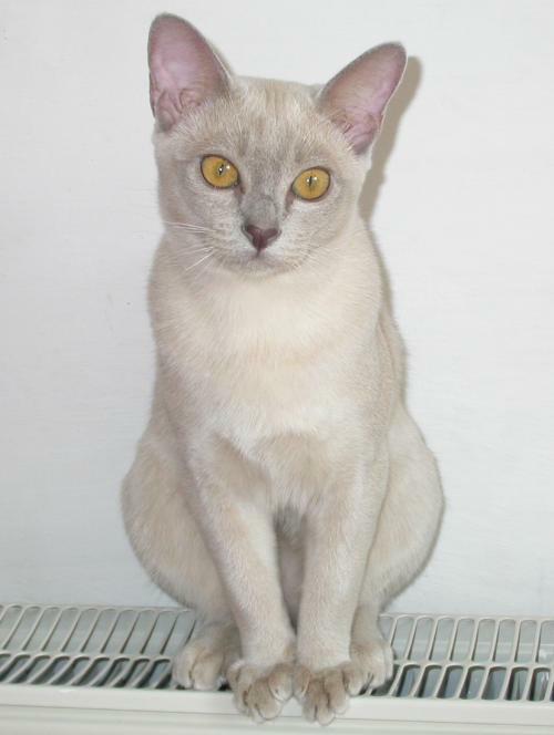 Burmakatze Thandis Neele