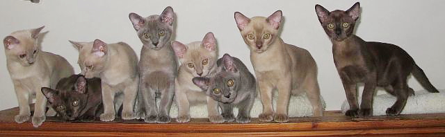 Burmakatzen