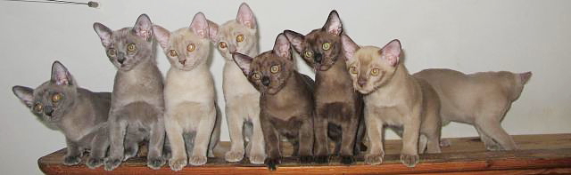Burmakatzen