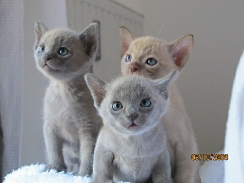 Burmakitten Thandis Burmesen