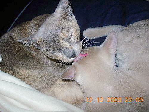 Burmakatzen