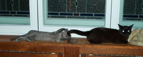 Burmakater Thandis Pepe