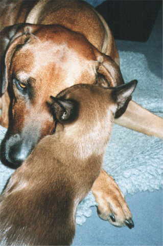 Thandi putzt Jele's Augen