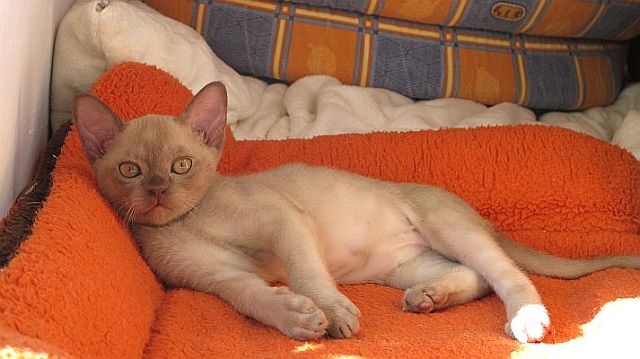 Burmakatze