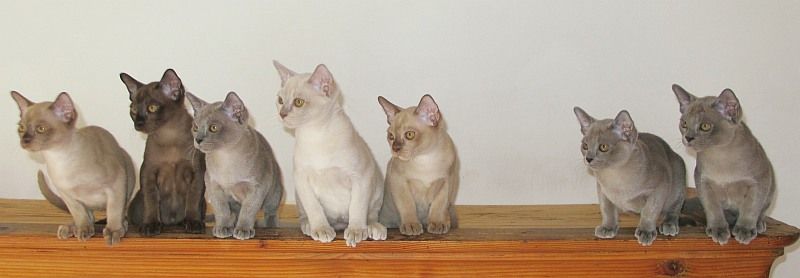 Burmakatze