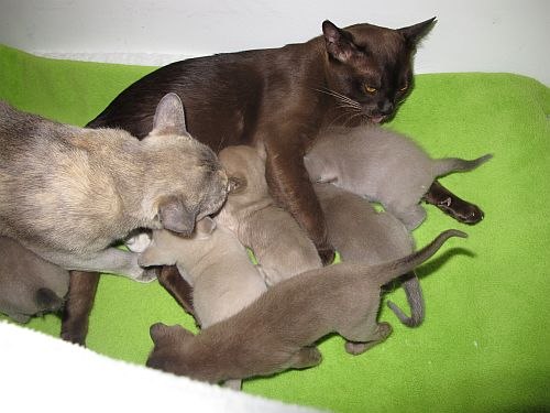 Burmakitten