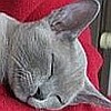 Burmakitten