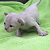 Burmakitten