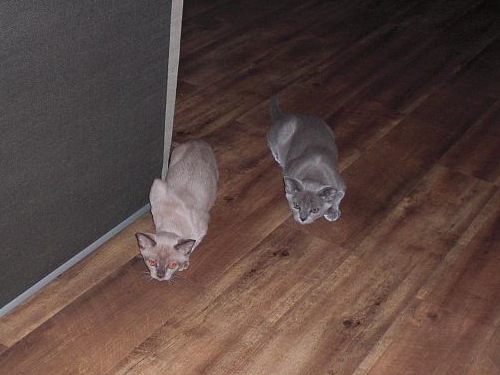 Burmakatzen