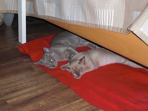 Burmakatzen