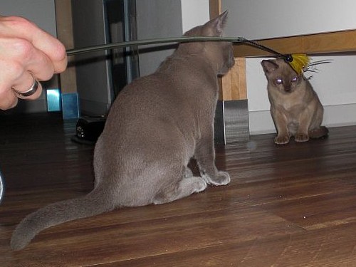 Burmakatzen