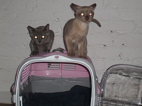 Burmakatzen