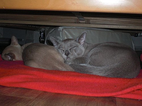 Burmakatzen
