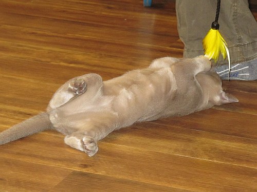 Burmakatzen