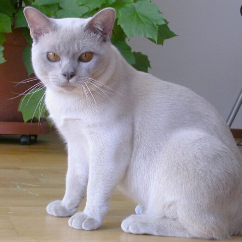 Burmakater