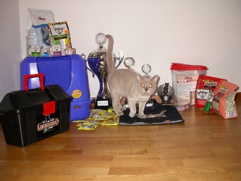 Burmakater
