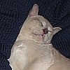Thandis R-Wurf