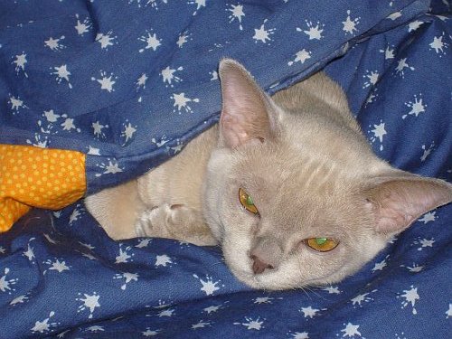 A Burmese-Baby Snuggle-Bug