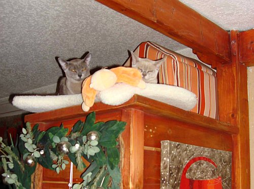 The Princess Precious-es have taken up residence in an elevated KittenKennel for their afternoon snooze!