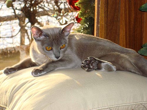 Tessa shows how absoutely gorgeous e-v-e-n her little kitten-toes are!