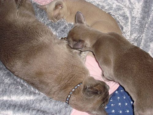 Trevsie moves into the LovelyLittleLadies Baby-Kitten-Nest (Sidie won't be seen anywhere near 'Pink'!)
