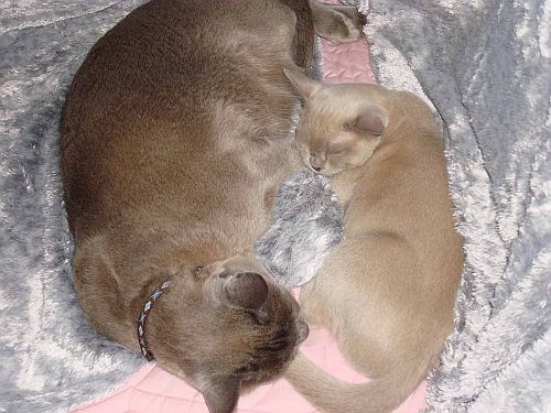 Trevsie & Rosie snuggle-up in a Baby-Kitten-Nest