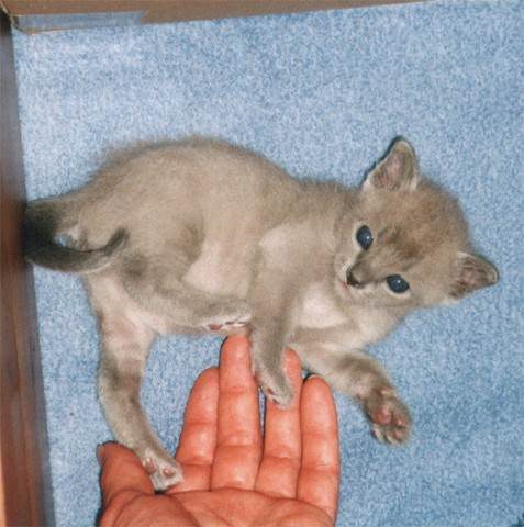 blaues kitten